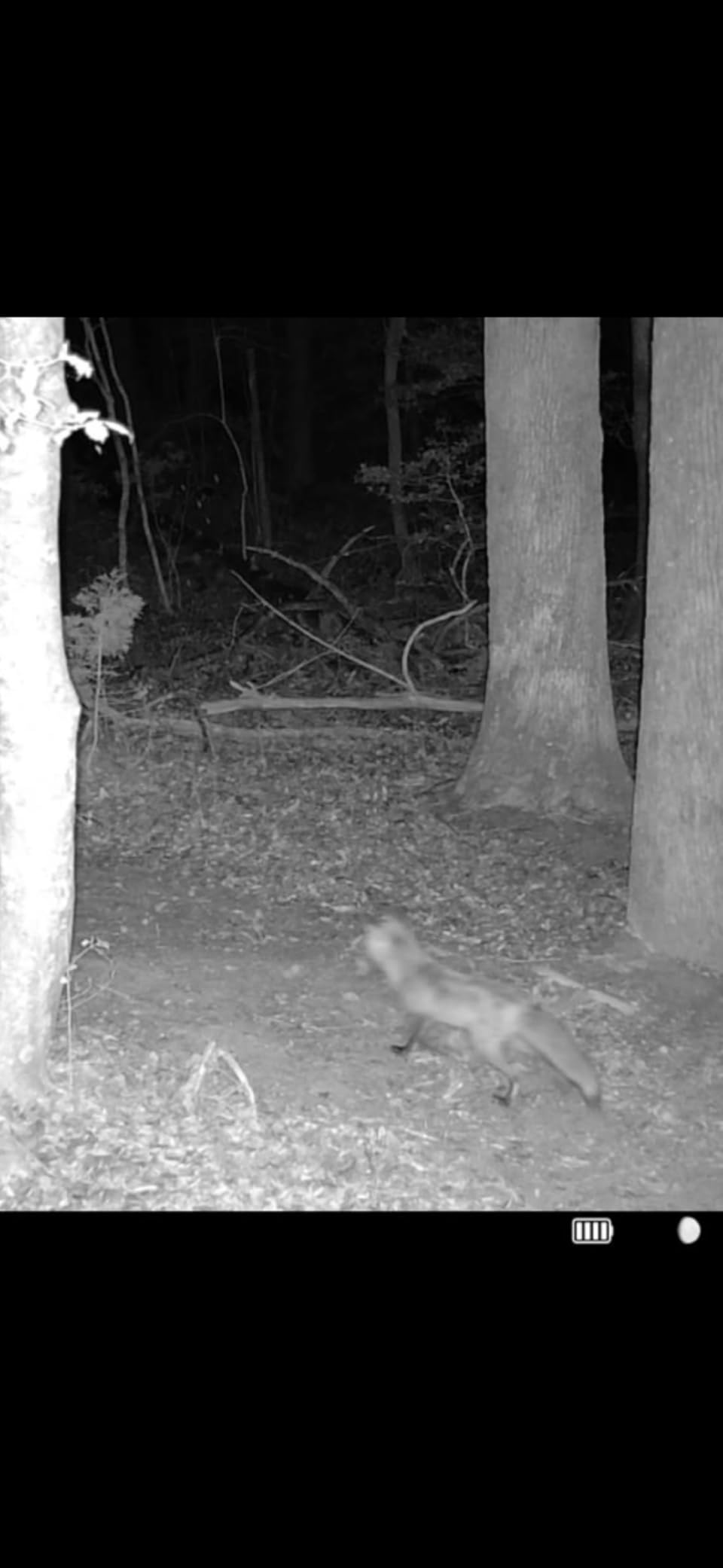 TACTACAM Reveal Ultra Cellular Trail Camera: 4K Photo, 1080p Video, Live View, GPS Tracking-Enabled, Switchable No-Glow/Low-Glow Flash, LTE Connectivity, LCD Screen - Best Hunting, Game Camera customer photo 1
