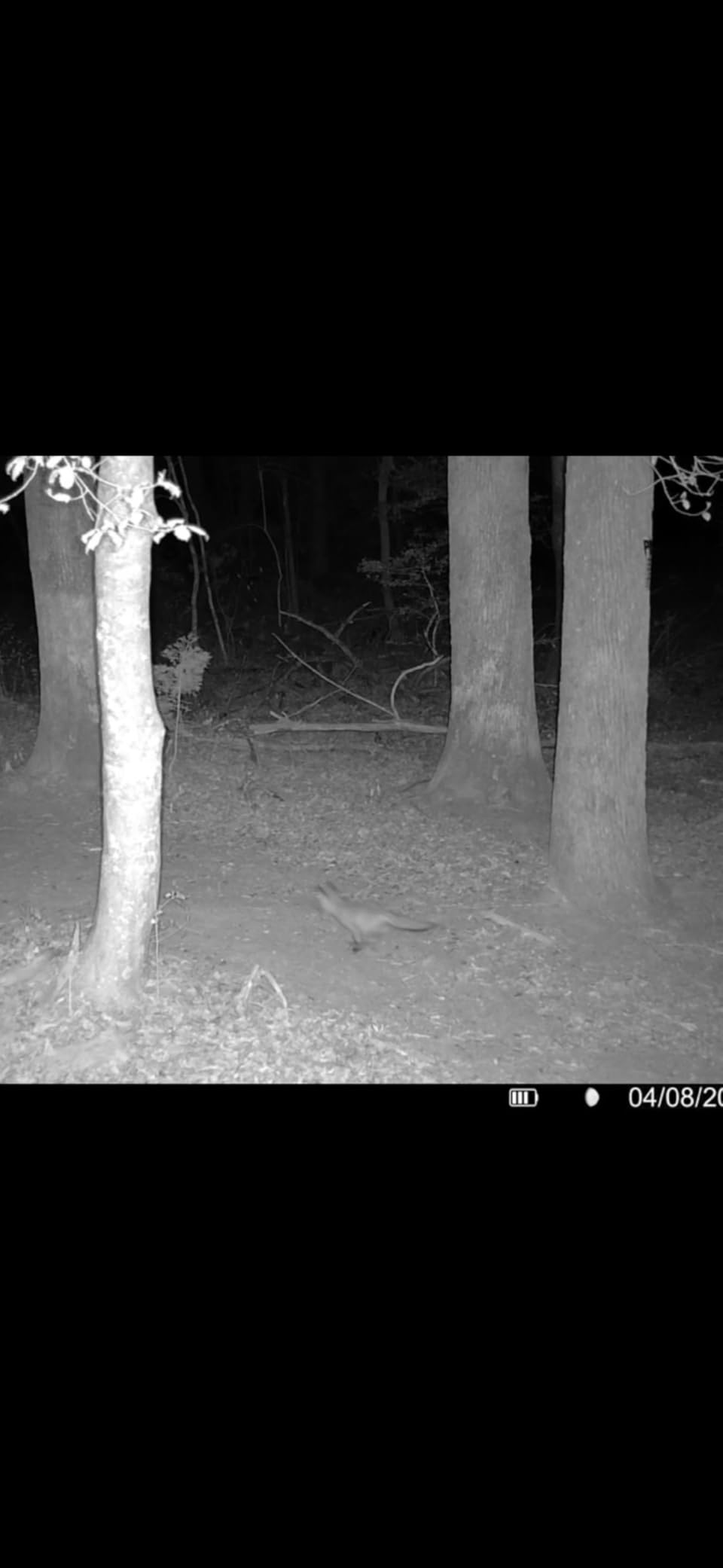 TACTACAM Reveal Ultra Cellular Trail Camera: 4K Photo, 1080p Video, Live View, GPS Tracking-Enabled, Switchable No-Glow/Low-Glow Flash, LTE Connectivity, LCD Screen - Best Hunting, Game Camera customer photo 2