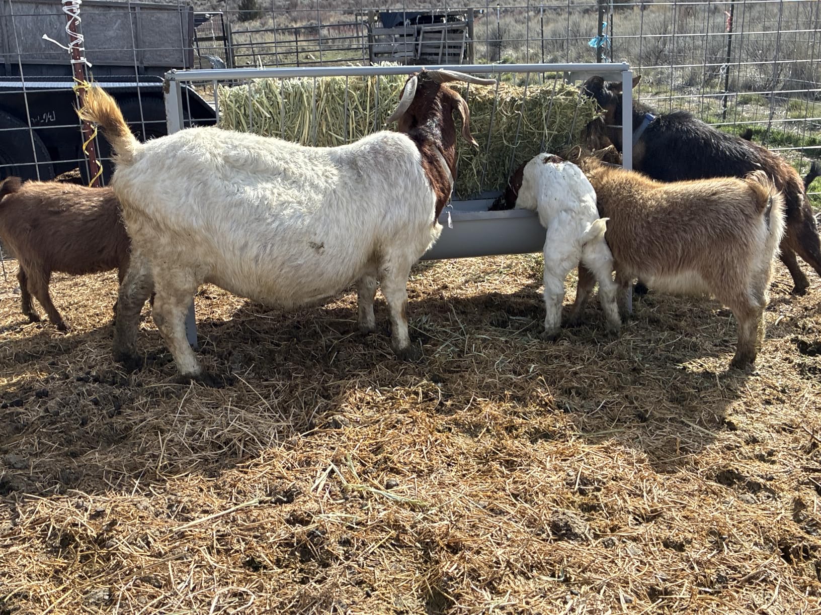 Pasture Hay Feeder 2 in 1 55 Gallon Livestock Feed Trough with 22 | Gallon Feed Pan Hay Grain Livestock Feeder for Sheep, Calf, Cow and Horse customer photo 1