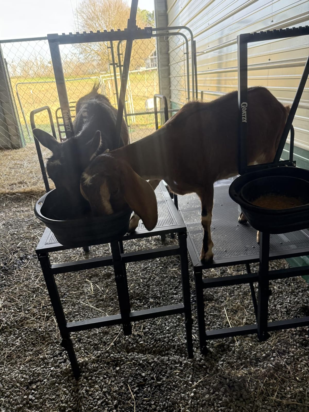 Goat Stand with Adjustable Headpiece & Legs, Goat Milking Stand with Feeder, Rails & Wheels, Stanchion for Grooming & Hoof Trimming, Sheep Stand for Shearing Heavy-Duty Steel Platform, Blue customer photo 1