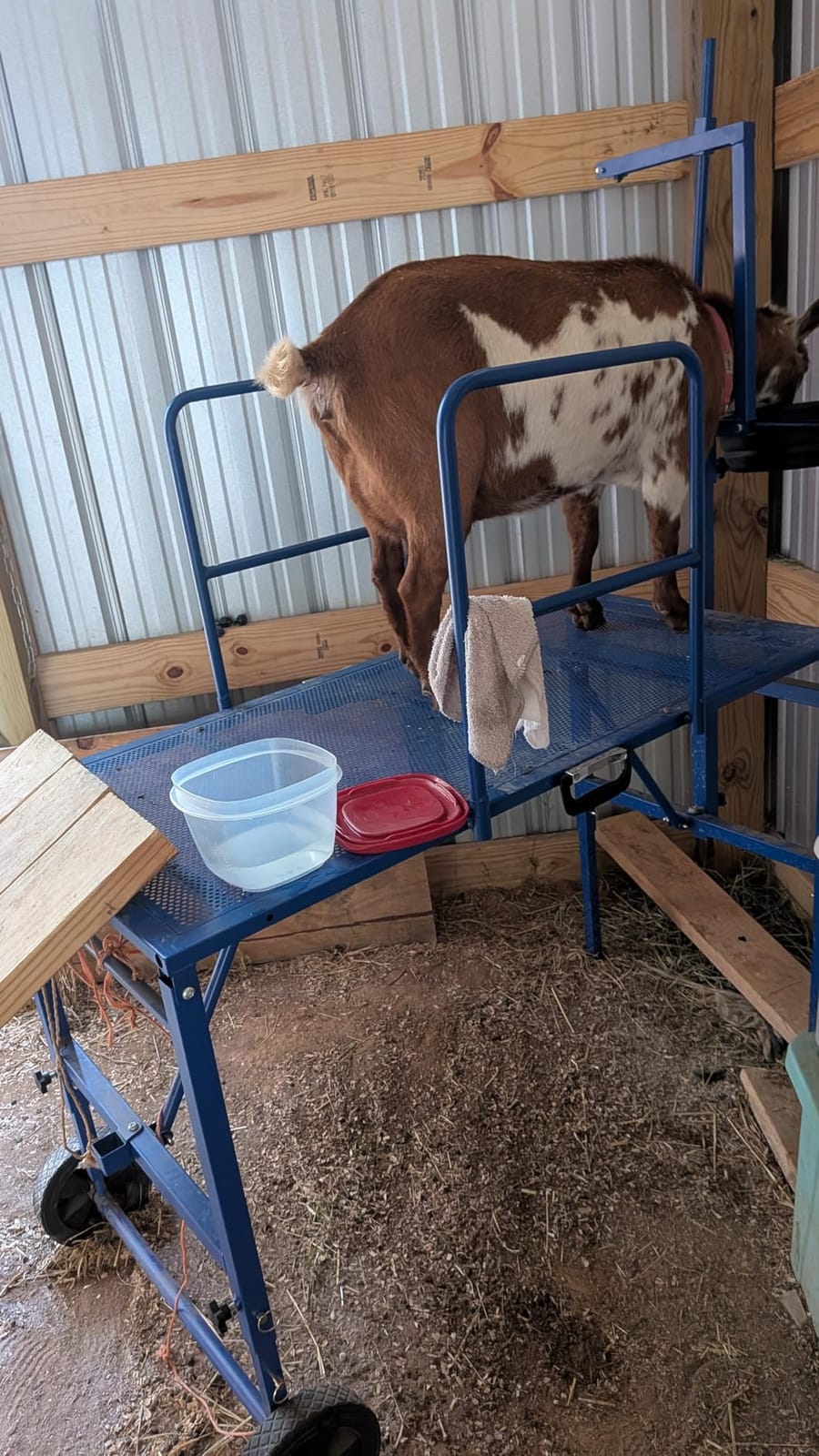 Goat Stand with Adjustable Headpiece & Legs, Goat Milking Stand with Feeder, Rails & Wheels, Stanchion for Grooming & Hoof Trimming, Sheep Stand for Shearing Heavy-Duty Steel Platform, Blue customer photo 2