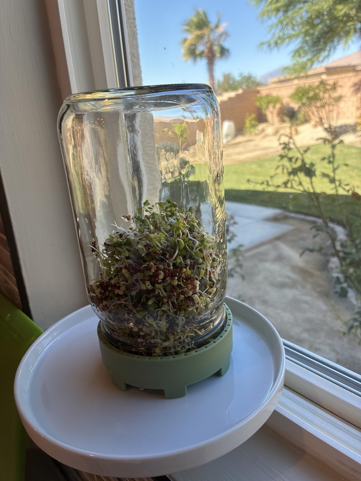 Elementi Sprouting Jar Kit - Set of 2 Wide Mouth Mason Jars with Sprout Lids & Stainless Steel Mesh Screen - Seed Sprouting Kit & Sprout Jars for Growing Broccoli Sprouts, Alfalfa, Mung Bean Sprouter customer photo 2