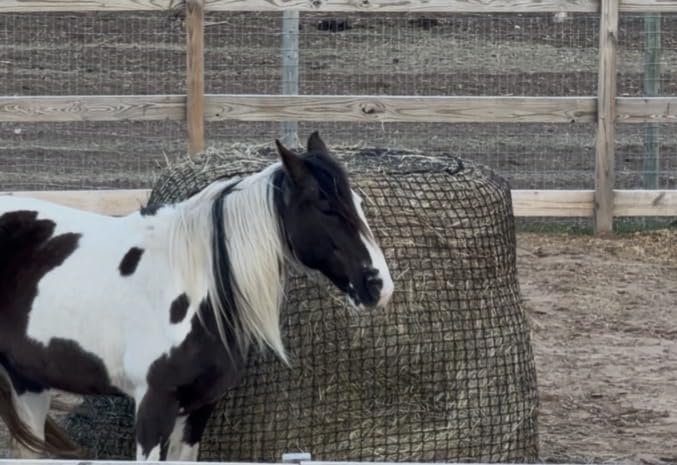Martx 5X5ft Round Bale Hay Net for Horses Slow Feed,Knotless-Livestock Slow Feed Hay,Fits 4x4 5x5 6x6 Round Bales,Heavy Duty &1.5inch Holes Feeder Nets for Horses Goats Cattle Reduce Waste customer photo 2