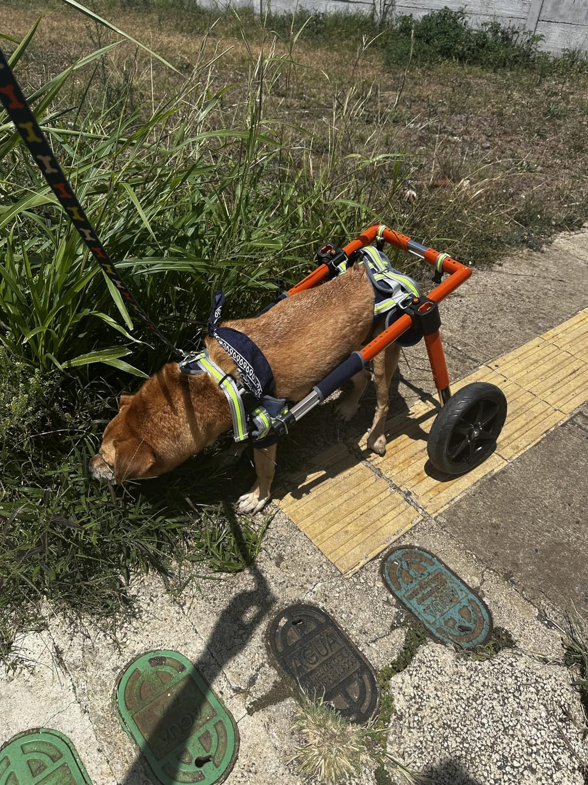 VEVOR Dog Wheelchair for Back Legs, Lightweight 2 Wheels Pet Wheelchair, Height, Width & Length Adjustable, Dog Cart with Shock-Absorbing Wheels, for Injured, Disabled Dogs customer photo 1