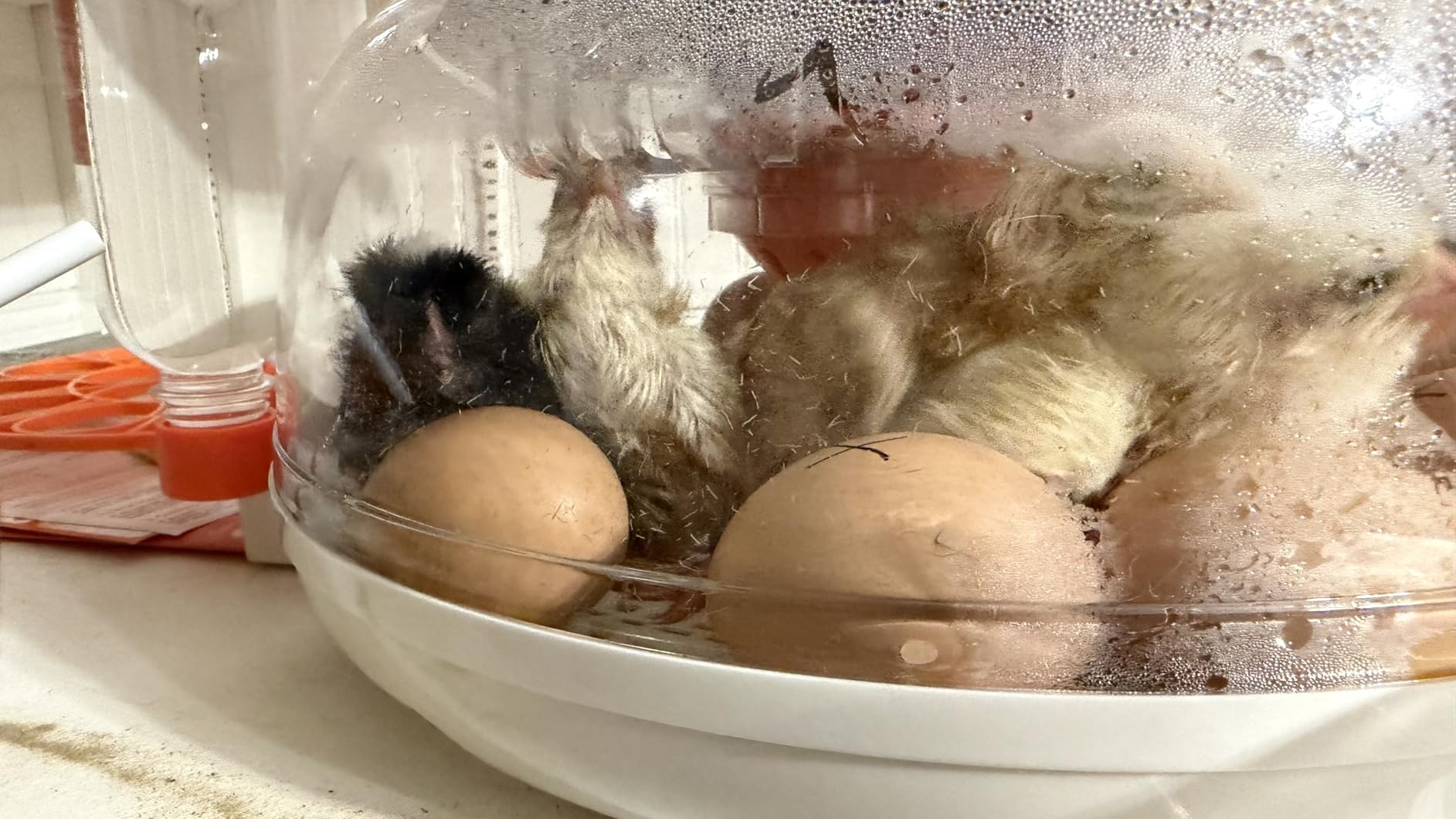 APDOE Egg Incubators for Hatching Eggs, Temperature and Humidity Control, Automatic Egg Turning, Egg Candler, External Water Bottle, Air Vent, for Chicken, Duck & Quail Eggs, 18 Eggs customer photo 1