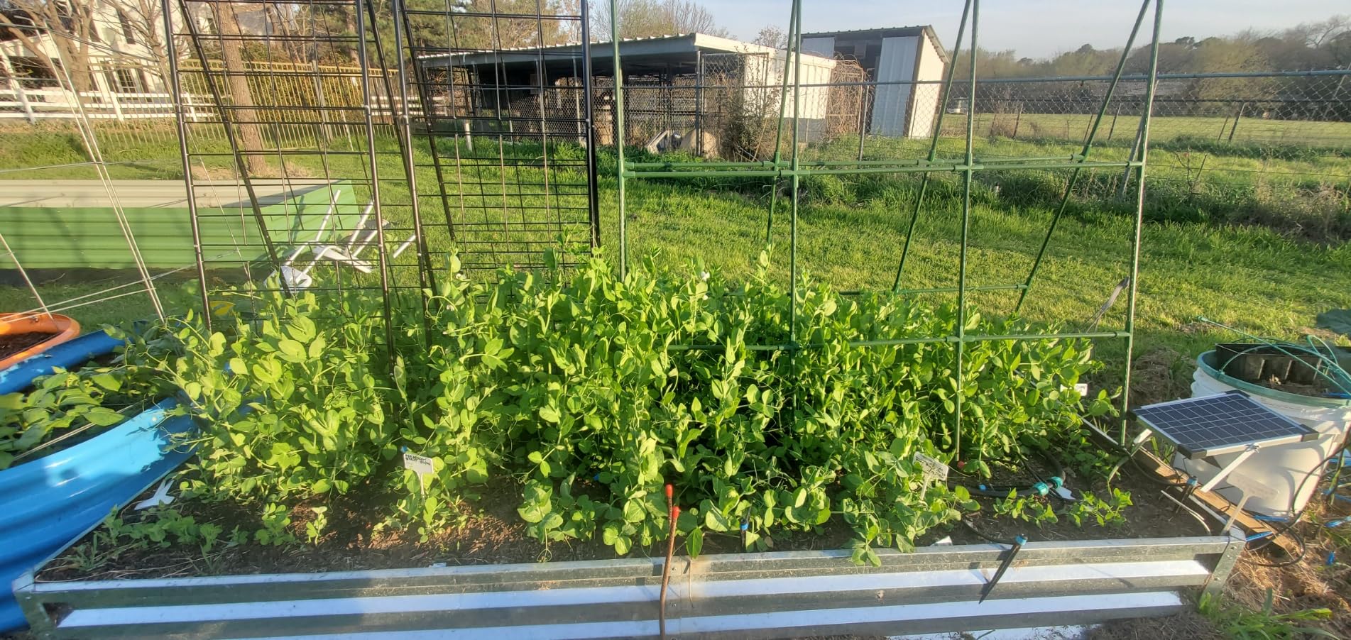 Heavy Duty Cucumber Trellis, 50