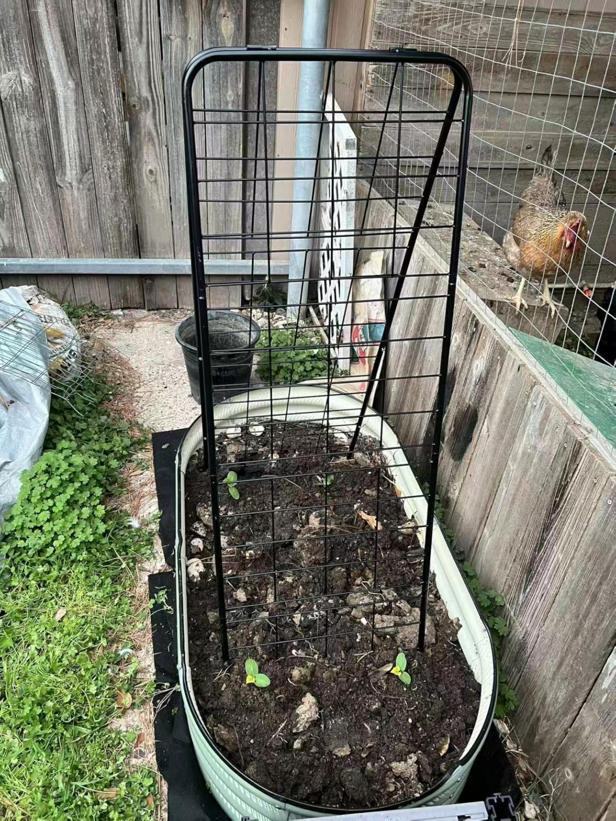Heavy Duty Cucumber Trellis, 50