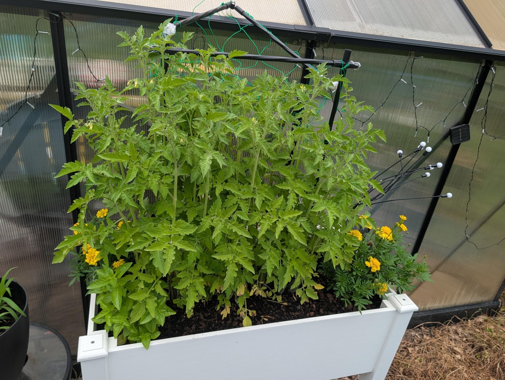 Cucumber Trellis - 49.4