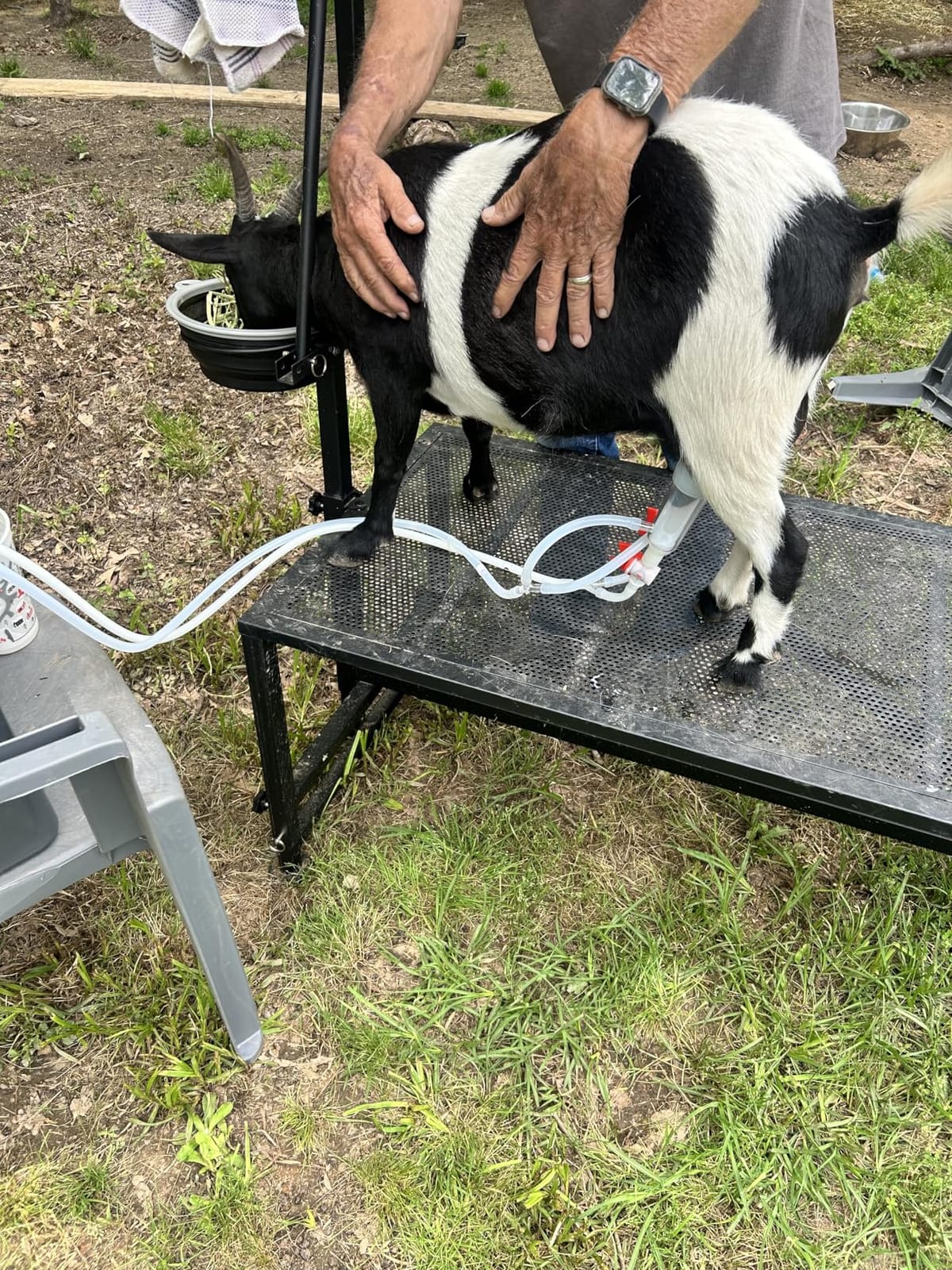 VEVOR Goat Milking Machine, 0.8 Gal / 3 L Food-Grade Stainless Steel Bucket, with 5200 mAh Rechargeable Battery, 2 Teat Cups, Cordless Portable Pulsation Vaccum Electric Milking Machine for Goats Only customer photo 2