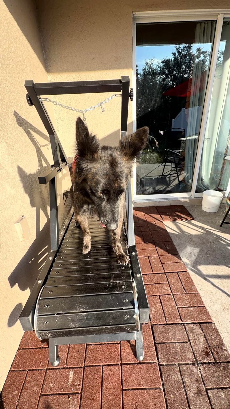 Dog Treadmill, HotFeed Dog Slat Mill for Medium Dogs, Doggy Treadmill with Brake & Plastic Track, Dog Pacer Treadmill to Keep Active and Fit, Up to 300LBS customer photo 2