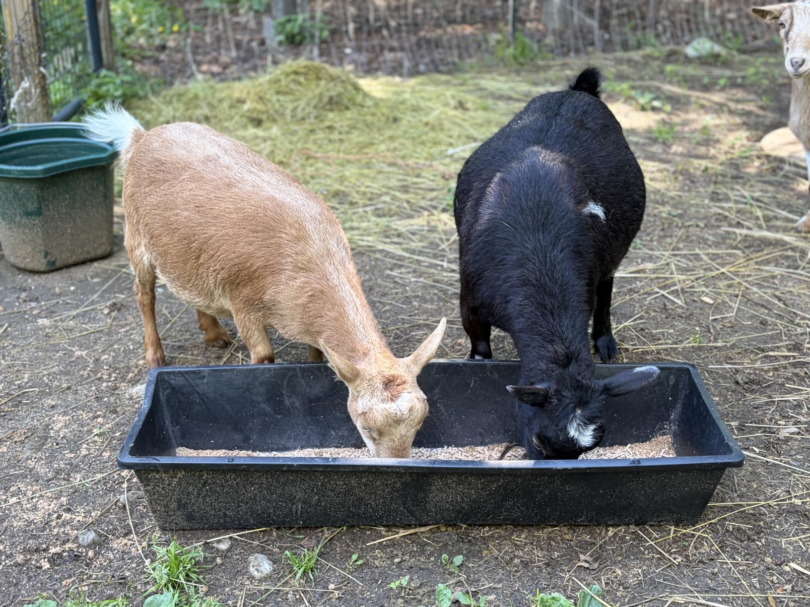 6 Pcs Water Trough 48 Quart / 12 Gallon Horse Trough Livestock Water Troughs 39 inch Plastic Goat Feeder Trough Farm Animal Feeding for Chicken Sheep Pig and Cattle customer photo 2