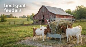best goat feeders