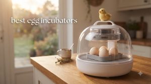 best egg incubators