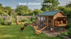 best chicken coops