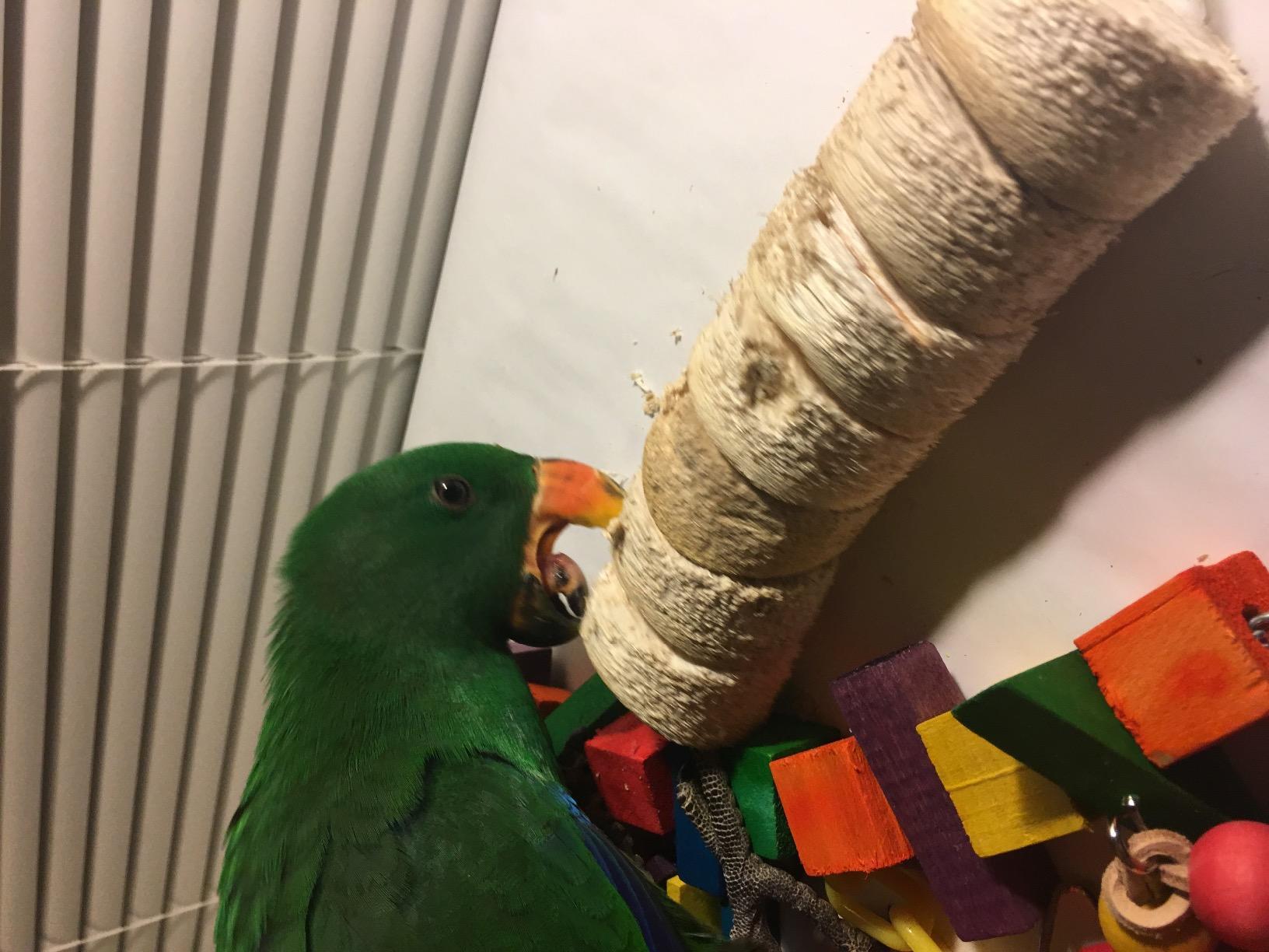 Wesco Pet Original Bird Kabob Shreddable Bird Toy customer photo 1