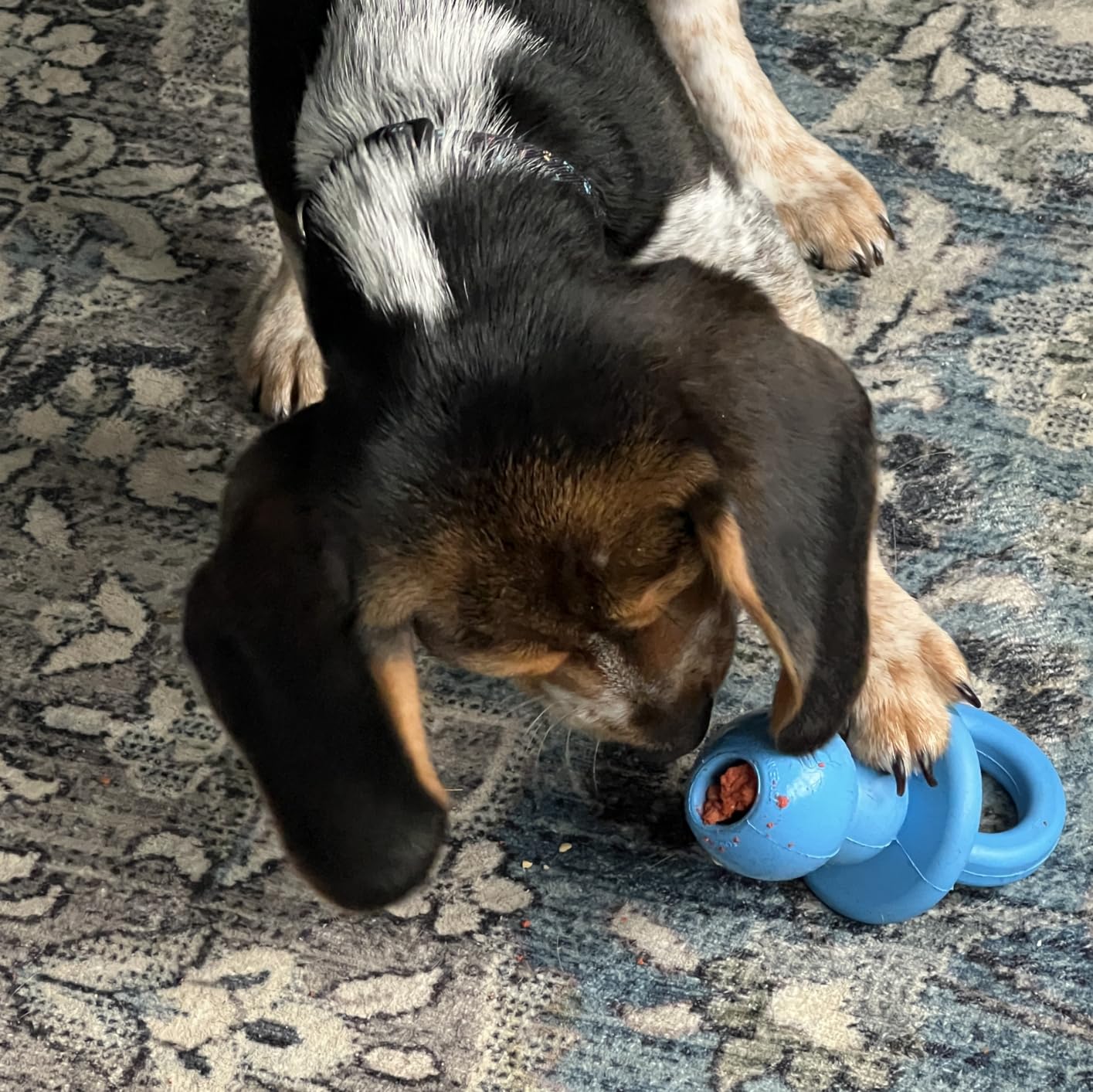 KONG Puppy Binkie, Natural Rubber Teething Toy, for Small Puppies, Blue | Pacifier-Shaped Stuffable Rubber Toy That Soothes Sore Gums While Teething & Holds Treats to Keep Puppies Busy customer photo 1