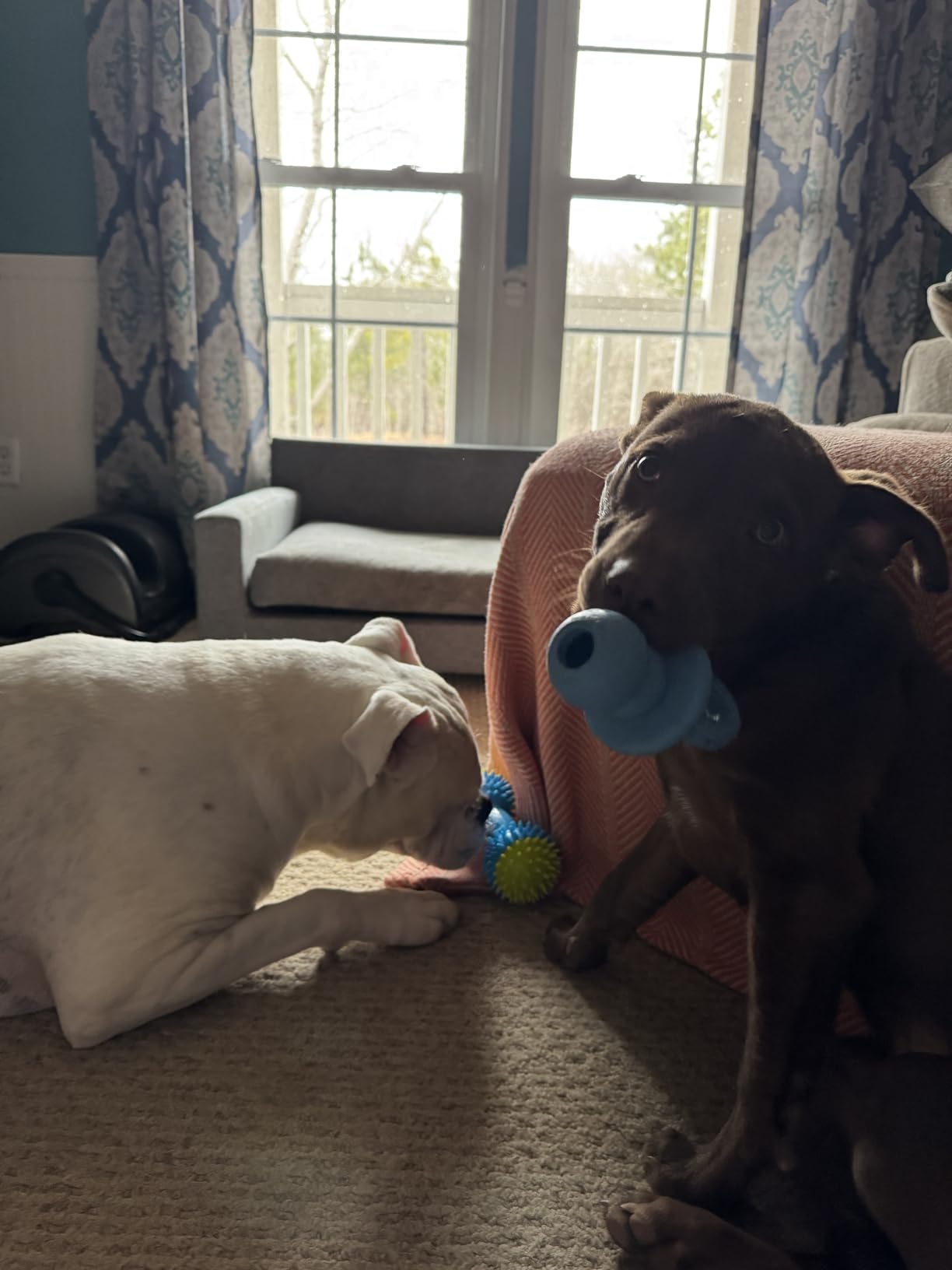 KONG Puppy Binkie, Natural Rubber Teething Toy, for Small Puppies, Blue | Pacifier-Shaped Stuffable Rubber Toy That Soothes Sore Gums While Teething & Holds Treats to Keep Puppies Busy customer photo 2