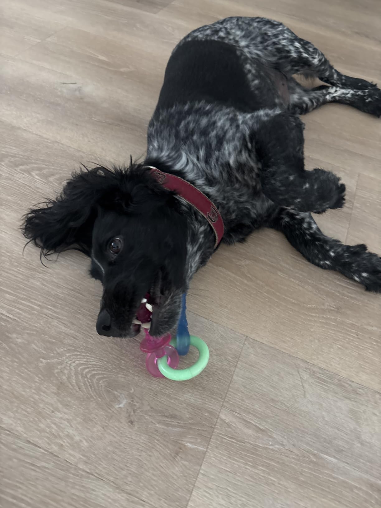 Nylabone Puppy Pacifier Chew Toy, Teething Toys for Puppies up to 25 lbs customer photo 1