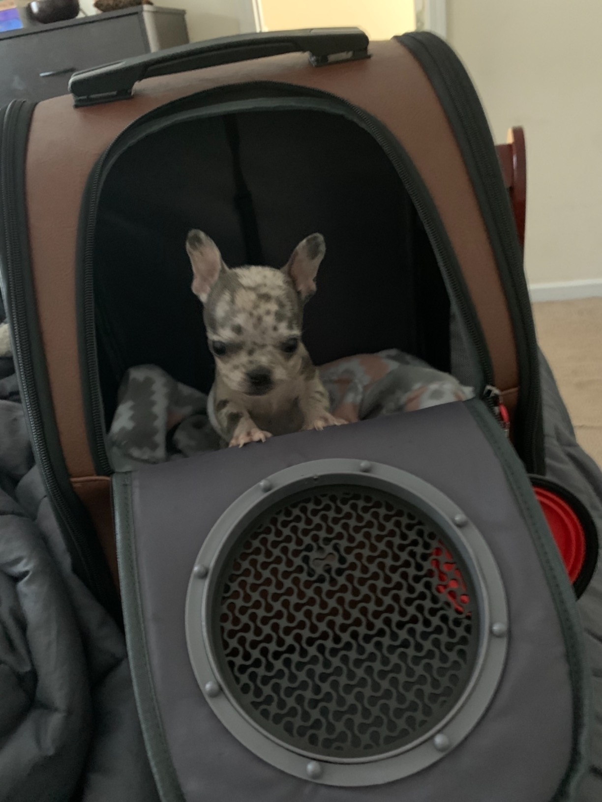 ProSelect Small Modular Kennel Cage, Graphite customer photo 2
