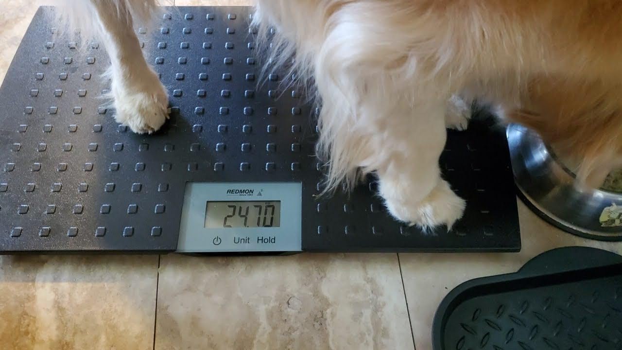 Redmon Digital Dog Scale for Large Pet & Animal with Non-Skid Mat, 225 Lb Capacity, Black - Portable Weighing Scale for Dogs, Puppies, Cats, and Livestock customer photo 2