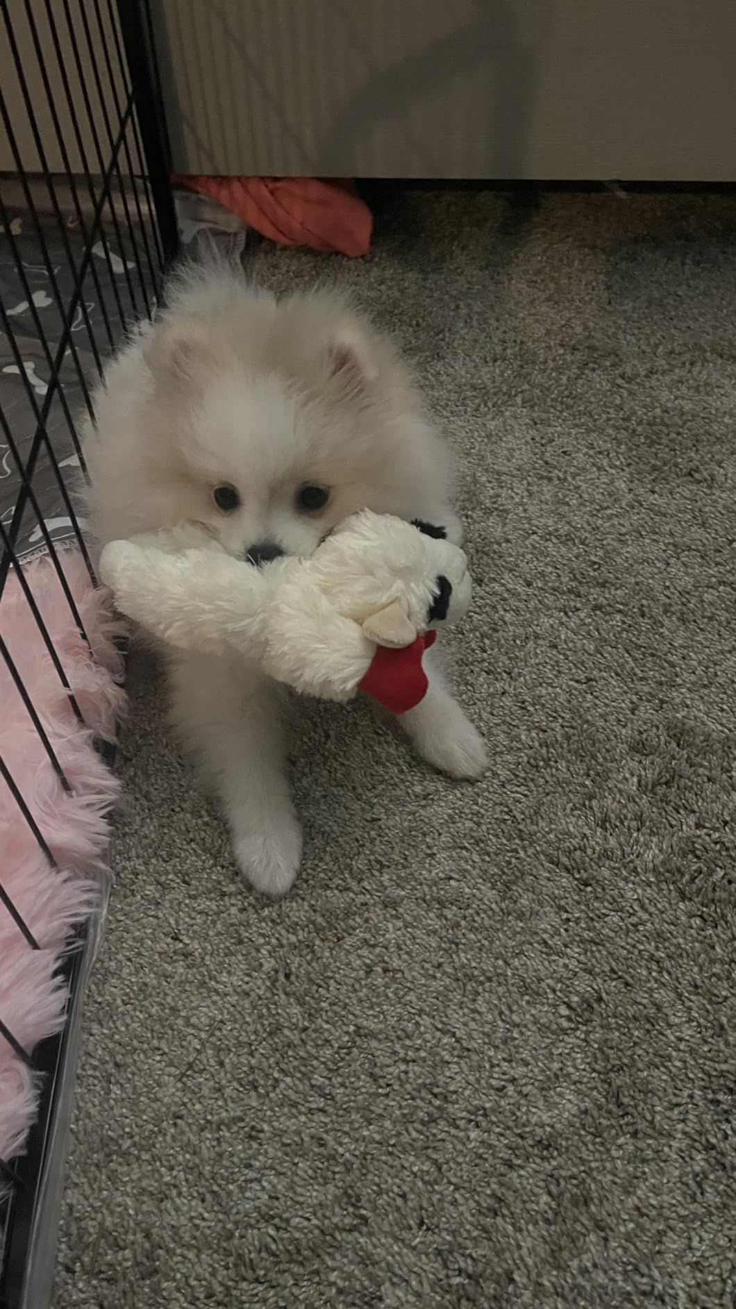 Multipet Lamb Chop Dog Plush Toy - Squeaky Toy for All Dogs - Extra Soft Plush - Stuffed Animal Dog Toy for Cuddling & Playing - Cute Pet Toy (6