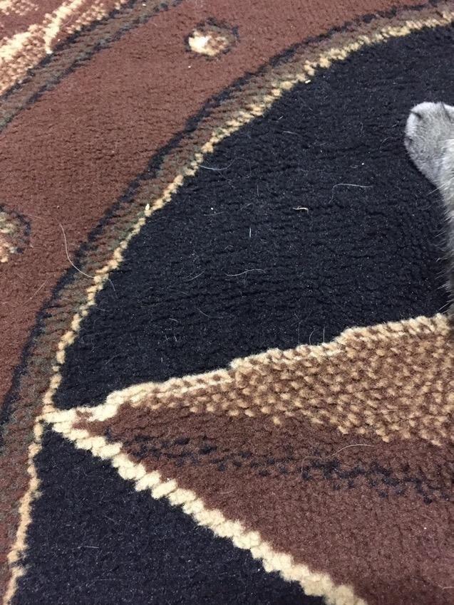 Shark Navigator Lift-Away Vacuum, HEPA, Pet Hair, White/Silver, NV356E customer photo 2