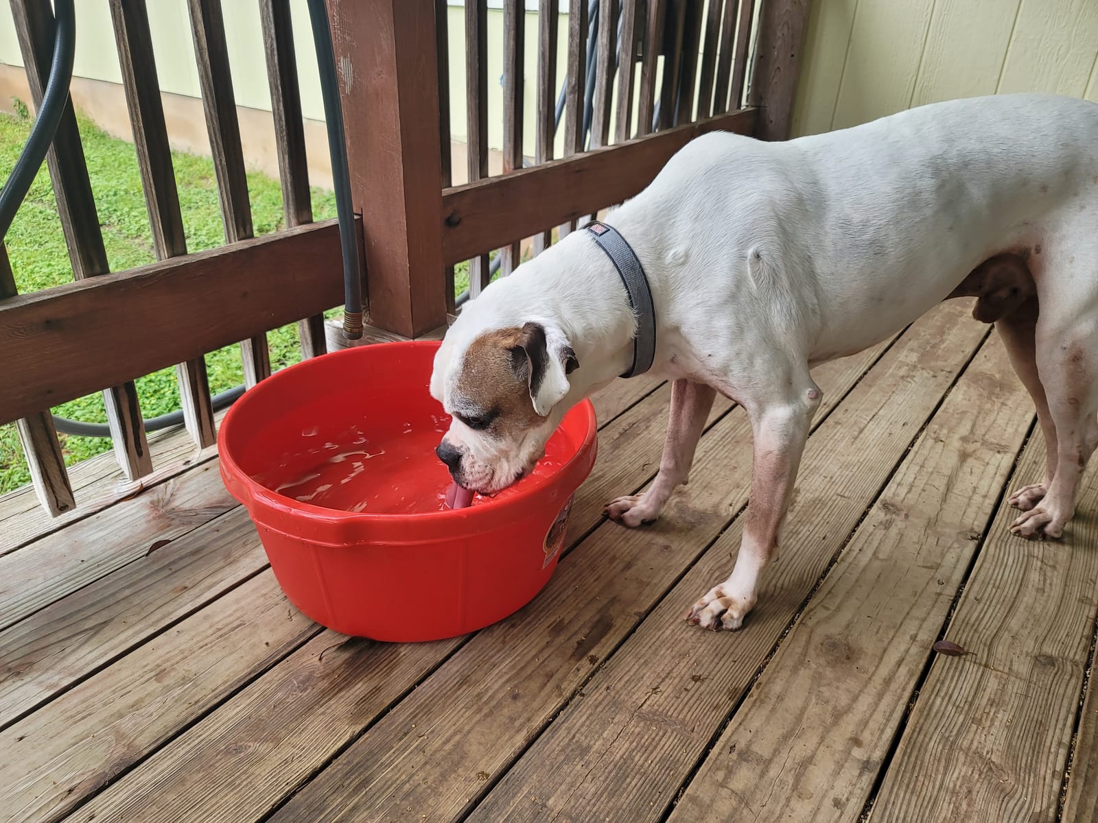 Little Giant® Plastic All-Purpose Tub | Plastic Pond Tub | Feed Tub | Durable Plastic Livestock Feeding Pan with Hand Grips | Made in USA | 6.5 Gallons | Green customer photo 1