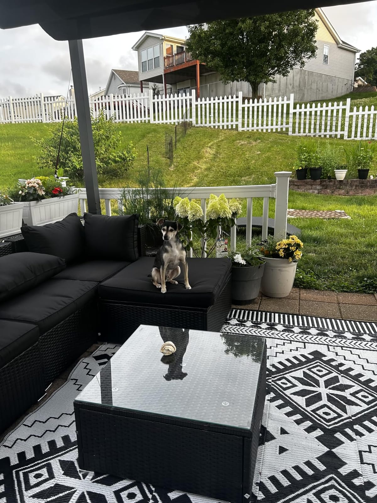 Puppy Playpen - Foldable Metal Exercise Enclosure with Eight 24-Inch Panels - Indoor/Outdoor Fence for Dogs, Cats, or Small Animals by PETMAKER customer photo 1