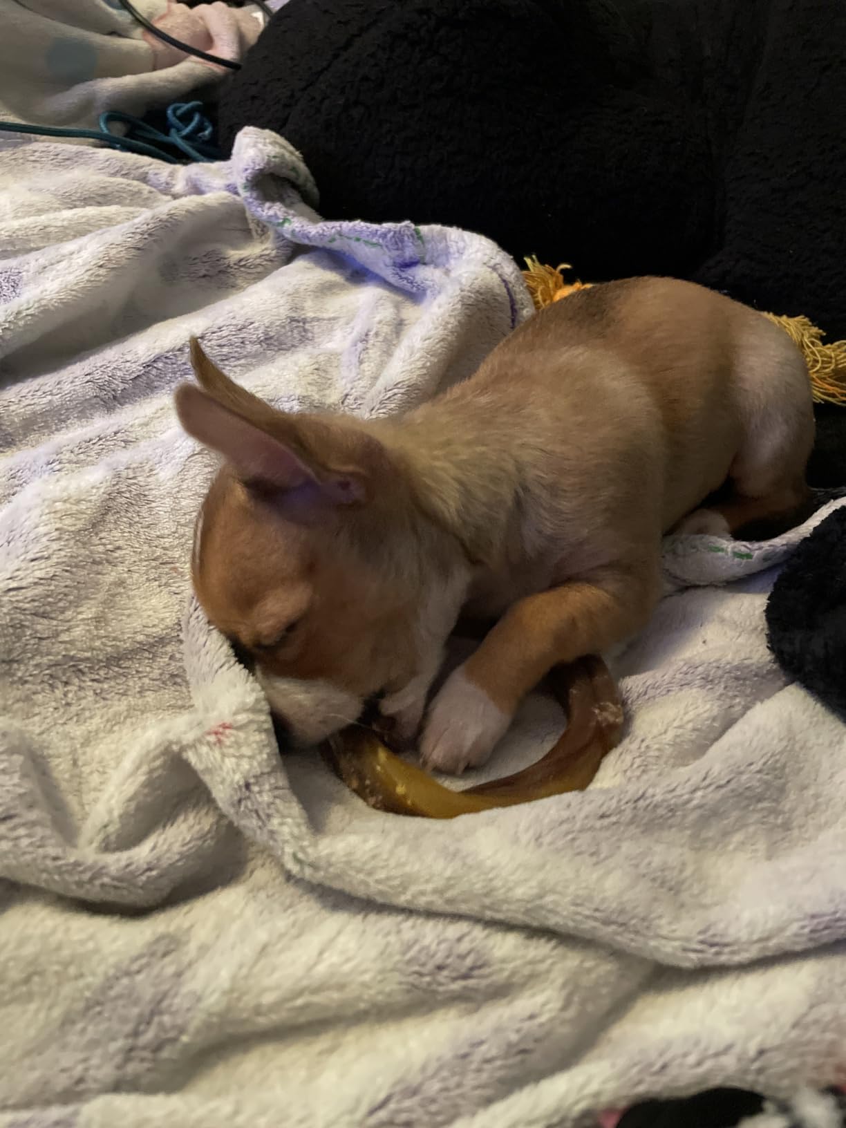 N-Bone Puppy Teething Rings, Chicken Flavor, Natural Puppy Teething Chews & Chew Treats, Helps Soothe Teething Gums, Calcium Enriched, 6 Rings customer photo 1