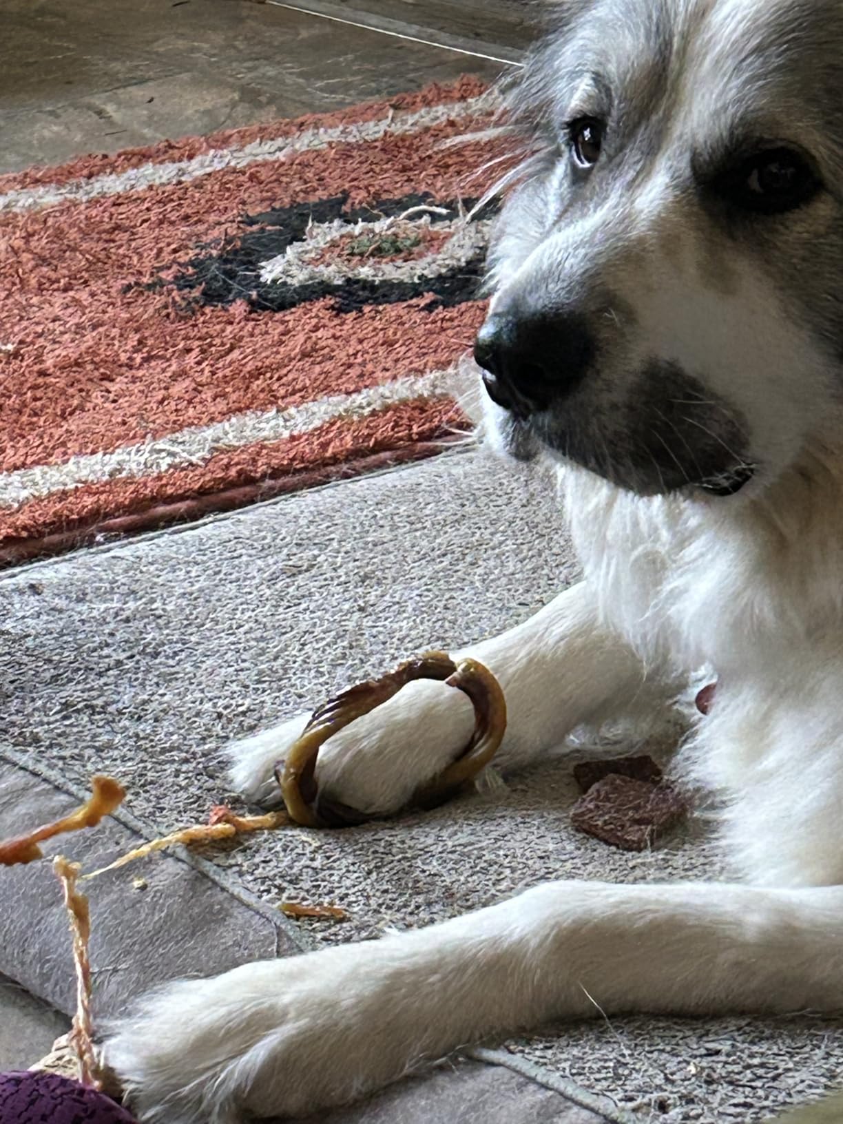 N-Bone Puppy Teething Rings, Chicken Flavor, Natural Puppy Teething Chews & Chew Treats, Helps Soothe Teething Gums, Calcium Enriched, 6 Rings customer photo 2