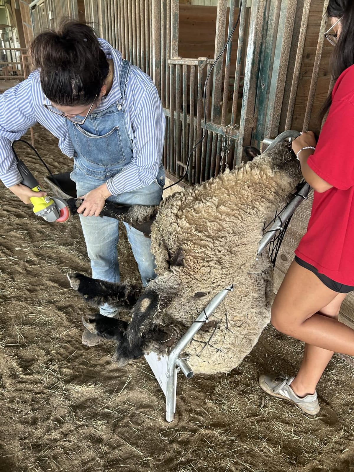 Premier 1 Deck Chair for Sheep | Holds sheep in relaxed position for trimming, tagging & examination. Both hands free. Adjustable width. customer photo 1