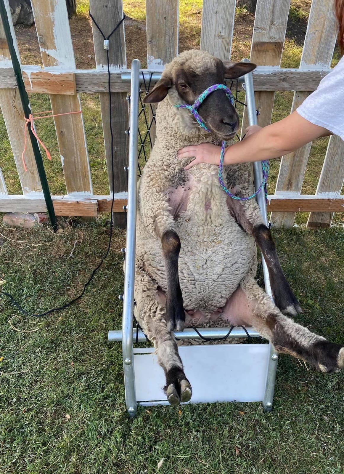 Premier 1 Deck Chair for Sheep | Holds sheep in relaxed position for trimming, tagging & examination. Both hands free. Adjustable width. customer photo 2