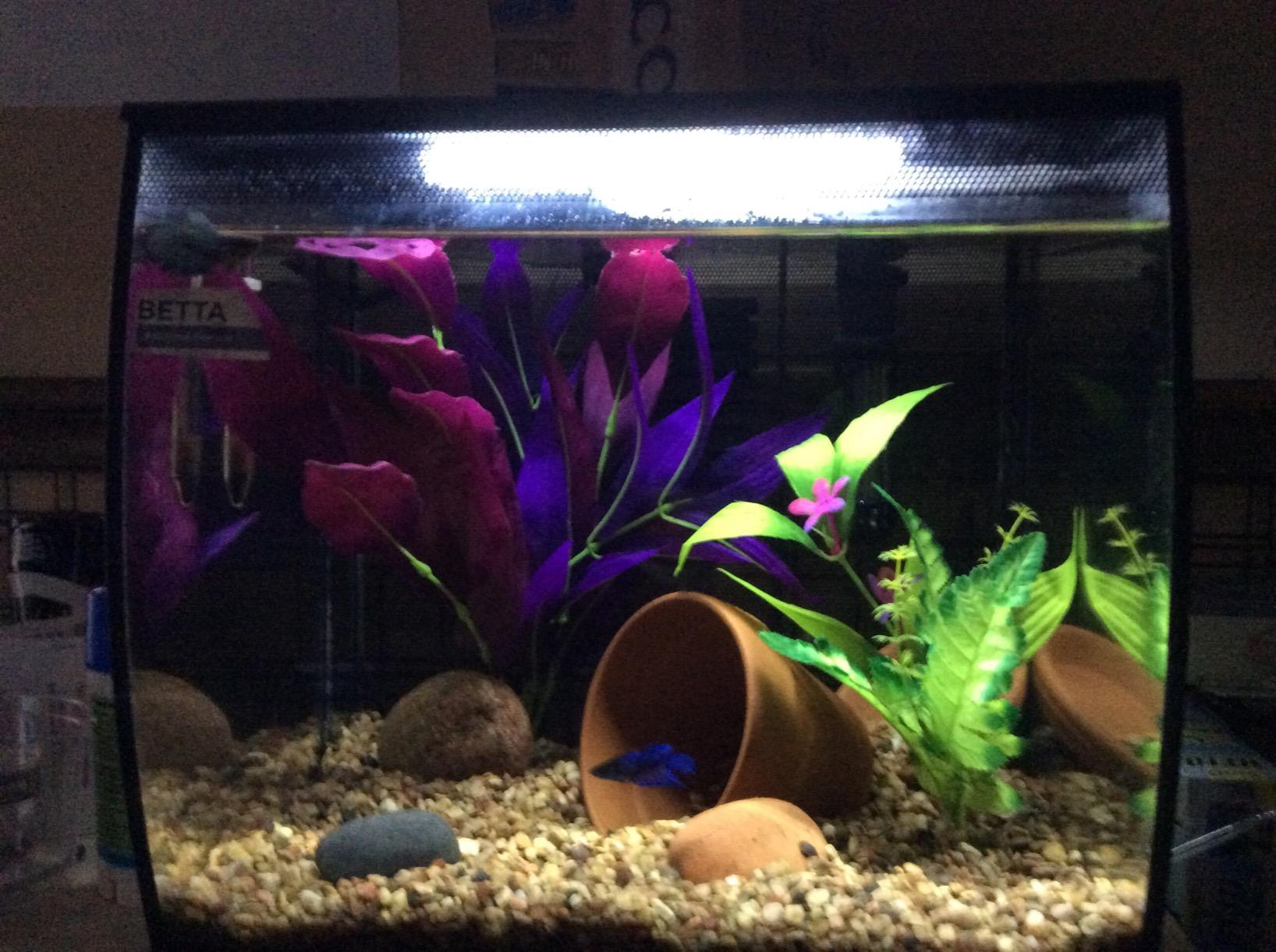 Fluval Flex 57 - 15 Gallon Nano Glass Aquarium Kit customer photo 1
