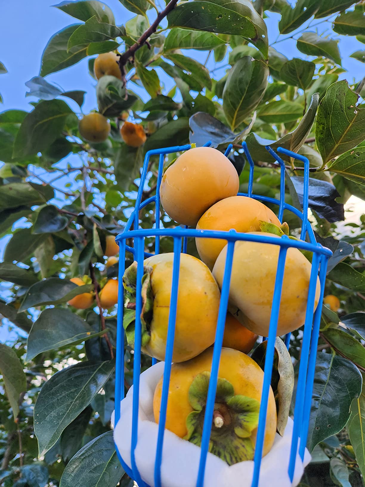 EVERSPROUT 4.5 to 12 Ft Fruit Picker with TwistOn Basket and Extension Pole | Fits 3/4-Inch ACME Poles, Foam-Cushioned Basket, Fits Fruit 1.25 to 5.5 Inches, for Apples, Oranges, Limes, Mangos and More customer photo 1