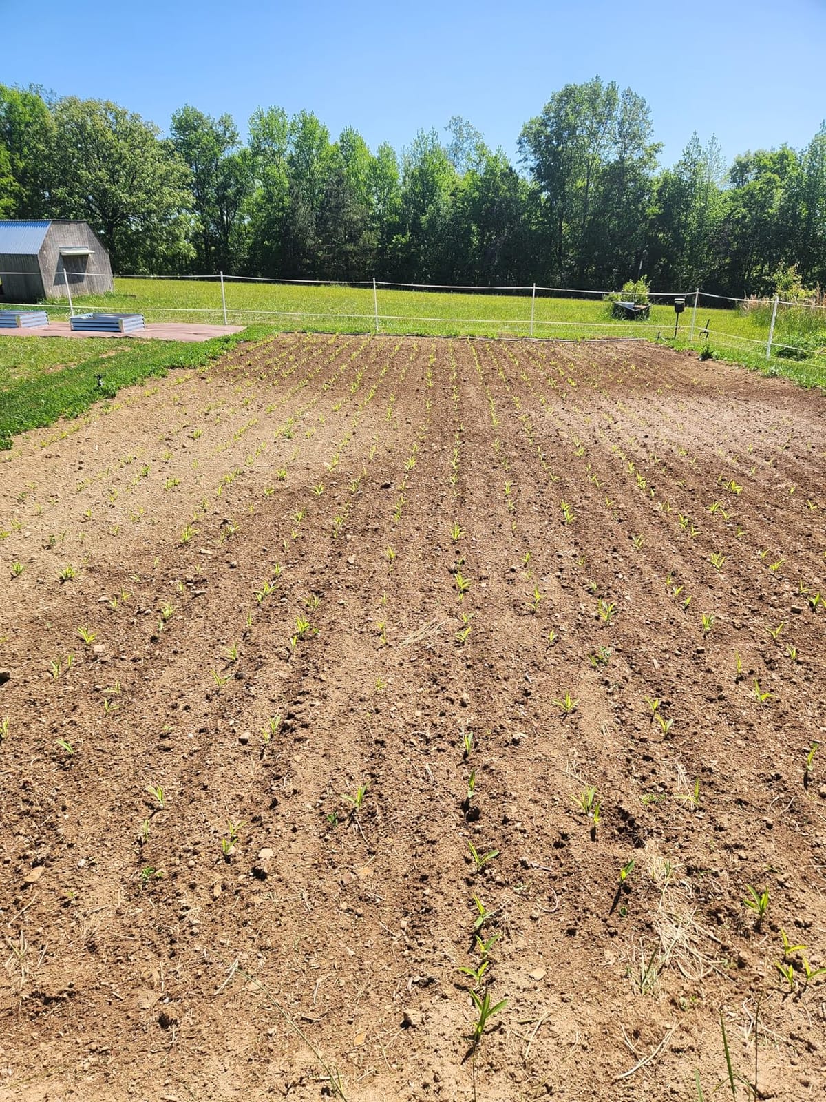 CHAPIN 8701B Push Garden Seeder for Row Planting, 20 Seed Varieties | Plant rows faster with interchangeable seed plates for multiple seed types, plus a rust-resistant hopper for garden use customer photo 2