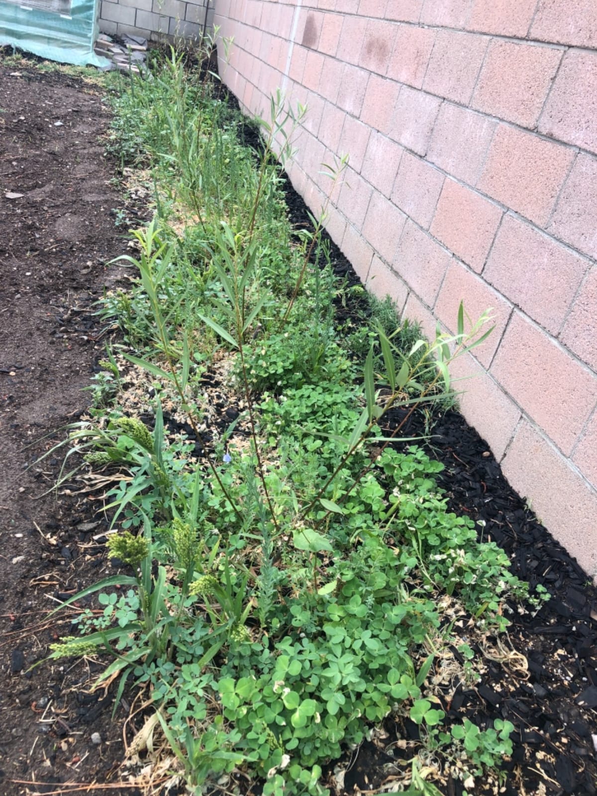 No-Till Cover Crop 13-Seed Mix (1 lb. Bag): [50% Clovers Plus Fenugreek, Vetch, Flax, Cowpeas, Buckwheat, Forage Peas, Millet, Lentils, Crimson Clover, Sweet Yellow, White Clover, Medium Red Clover] customer photo 1