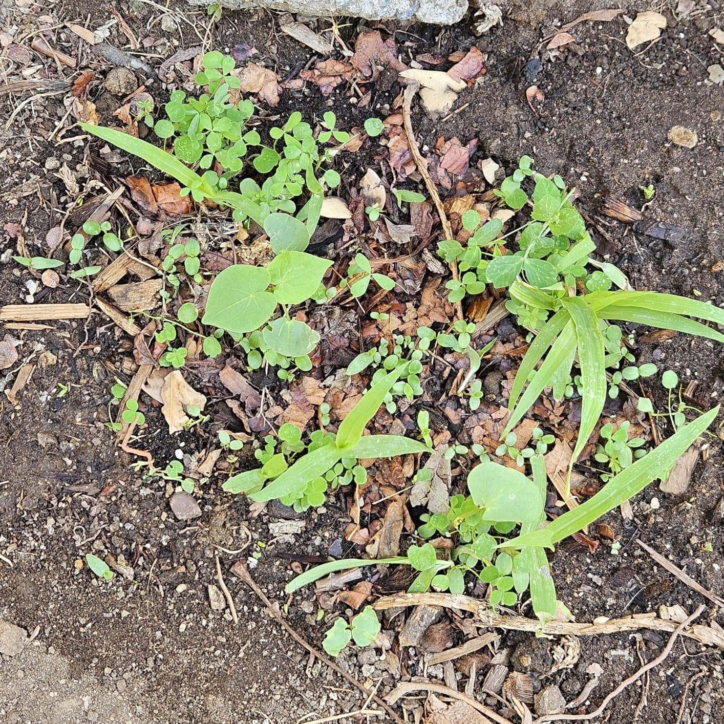 No-Till Cover Crop 13-Seed Mix (1 lb. Bag): [50% Clovers Plus Fenugreek, Vetch, Flax, Cowpeas, Buckwheat, Forage Peas, Millet, Lentils, Crimson Clover, Sweet Yellow, White Clover, Medium Red Clover] customer photo 2