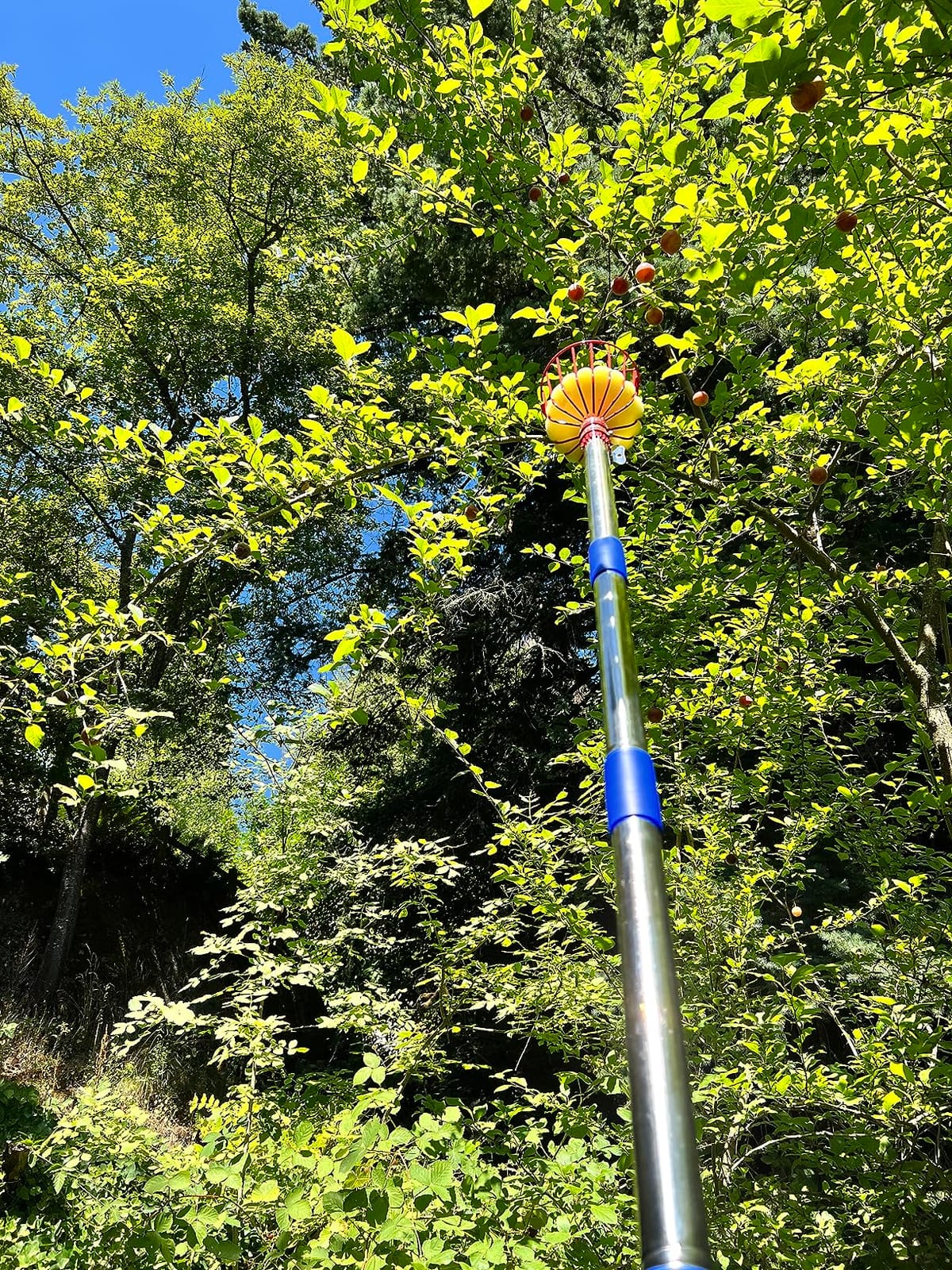 5FT Fruit Picker, Fruit Picker Tool with Basket & Adjustable Stainless Steel Pole, Lightweight Fruit Grabber for Apple Mango Avocado Orange Lemon, Easy Assembly & Long Reach for Tall Trees Harvesting customer photo 1