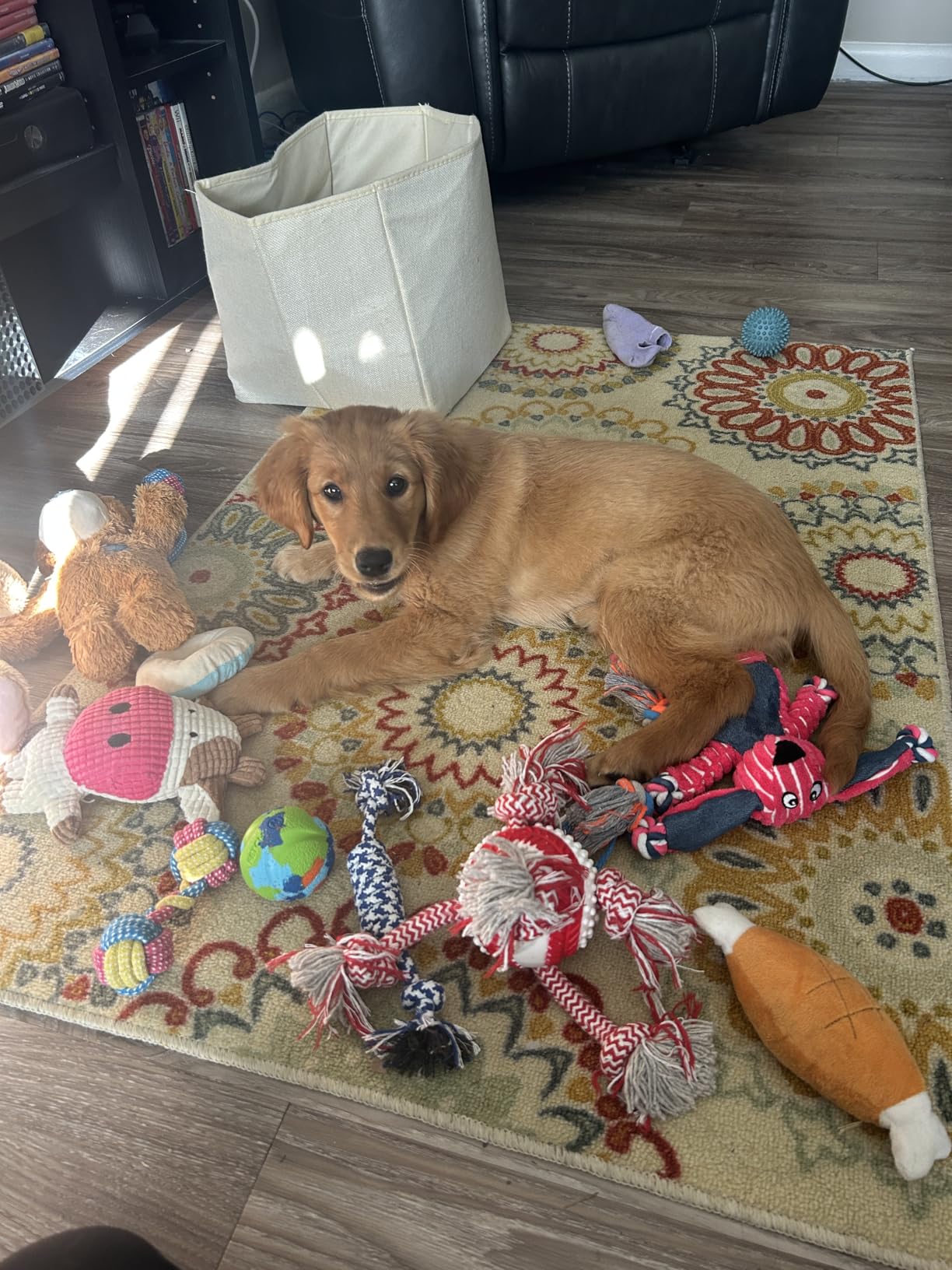 Toozey 7 Pack Small Dog Toys, Puppy Teething Toys, Durable Ropes Chew Toys, Cute Calf Squeaky Dog Toys, Non-Toxic and Safe customer photo 1