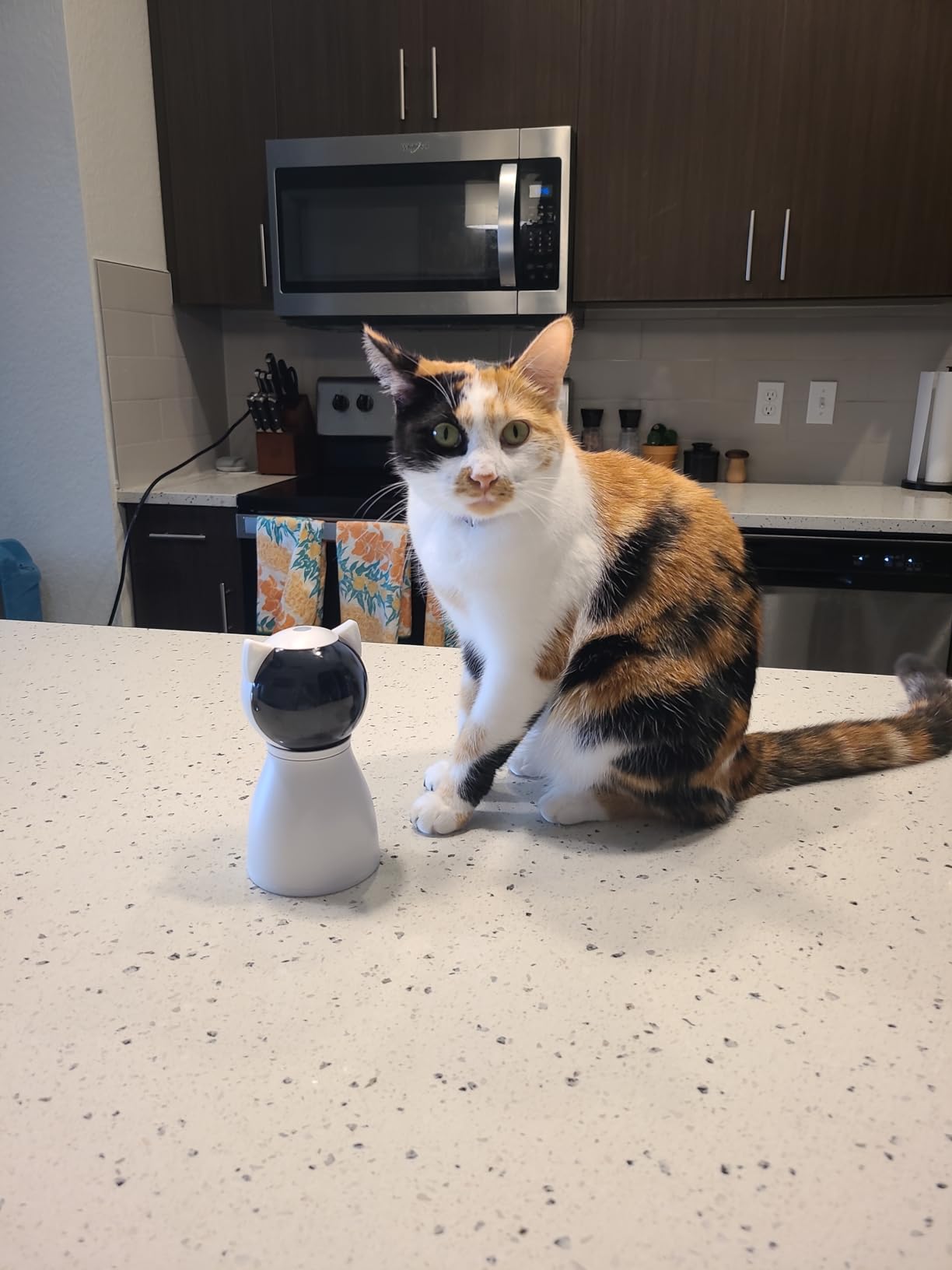 Valonii Cat Toys [2025 Newly Upgraded] Real Random Trajectory Rechargeable Motion Activated Cat Laser Toy Automatic,Interactive Cat Toys for Indoor Cats/Kitten/Dogs customer photo 1