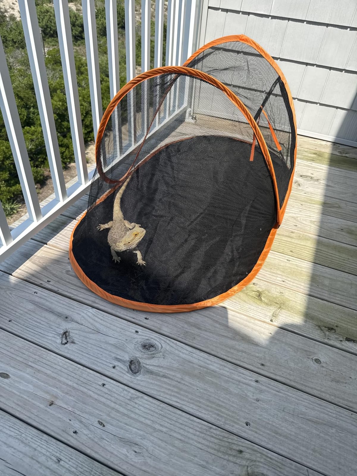 Cat Tent Outdoor, Pet Enclosure Tent Suitable for Cats and Small Animals, Indoor Playpen Portable Exercise Tent with Carry Bag(Black) customer photo 1