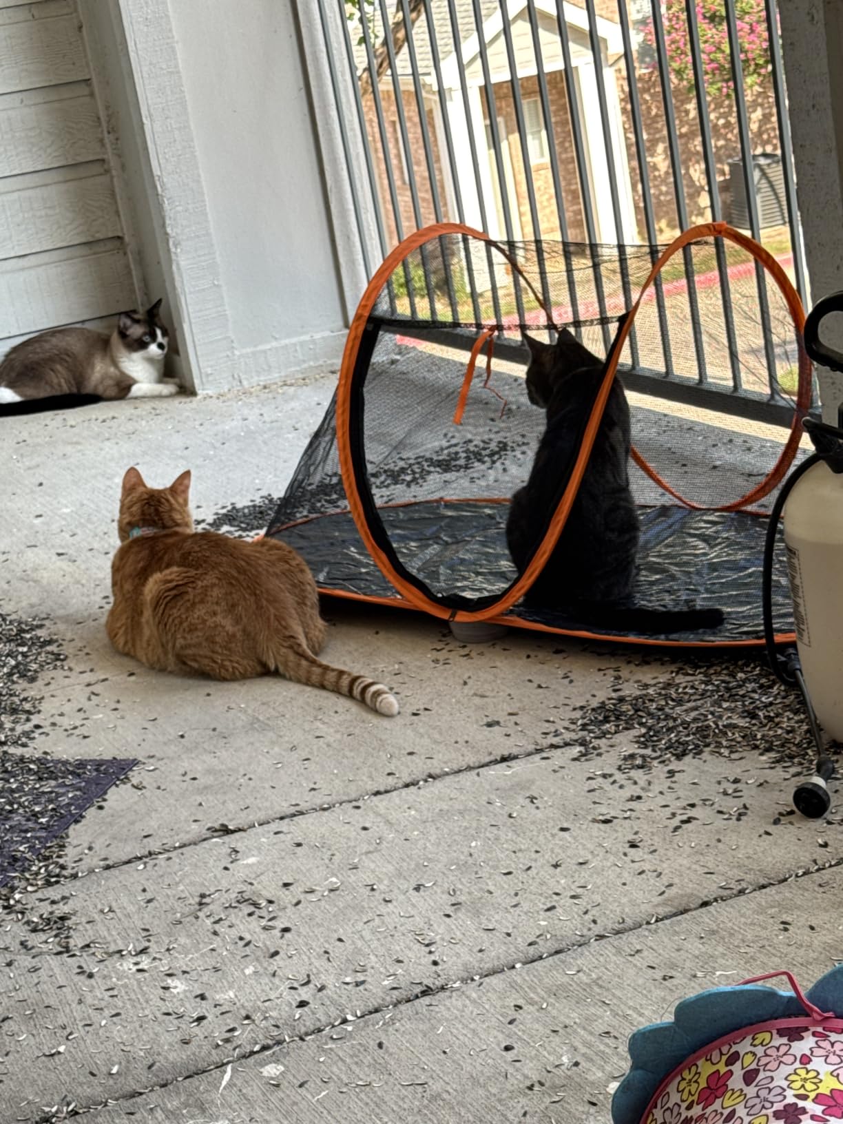 Cat Tent Outdoor, Pet Enclosure Tent Suitable for Cats and Small Animals, Indoor Playpen Portable Exercise Tent with Carry Bag(Black) customer photo 2