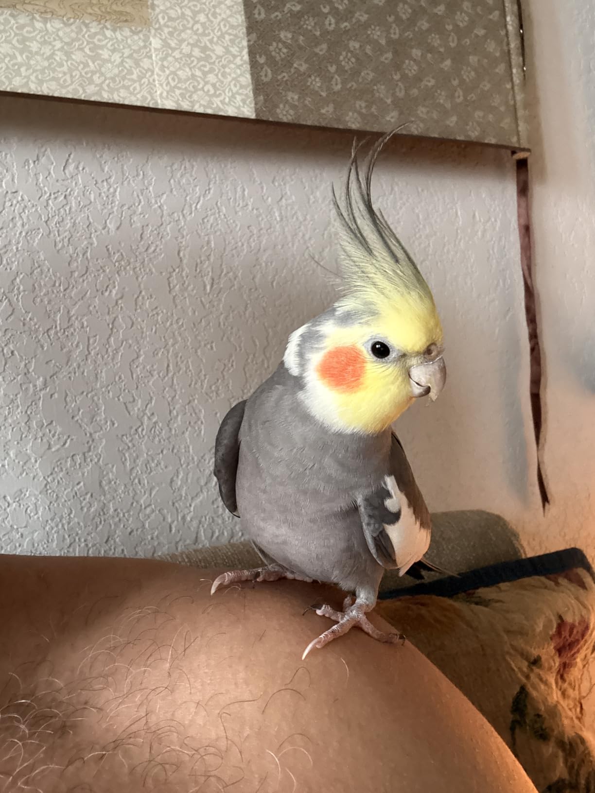 Bird Shredding Foraging Toys Parakeet Toy Chewing Hanging Toy Shredded Paper Bird Cage Accessories Bird Rope Perch for Conure Cockatiel Budgies Lovebird Parrotlet customer photo 2