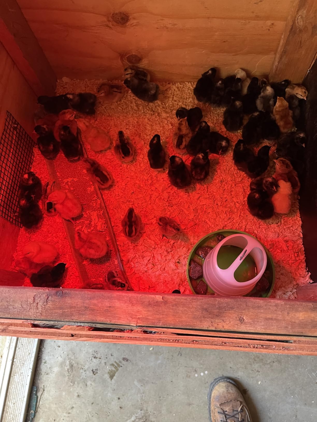 Incubators for Hatching Eggs - 180 Egg Incubator Setter & Hatcher with Automatic Turner & Digital Humidity Control Cabinet, Large Chicken Incubator & Quail Egg Incubator by Hatching Time customer photo 1
