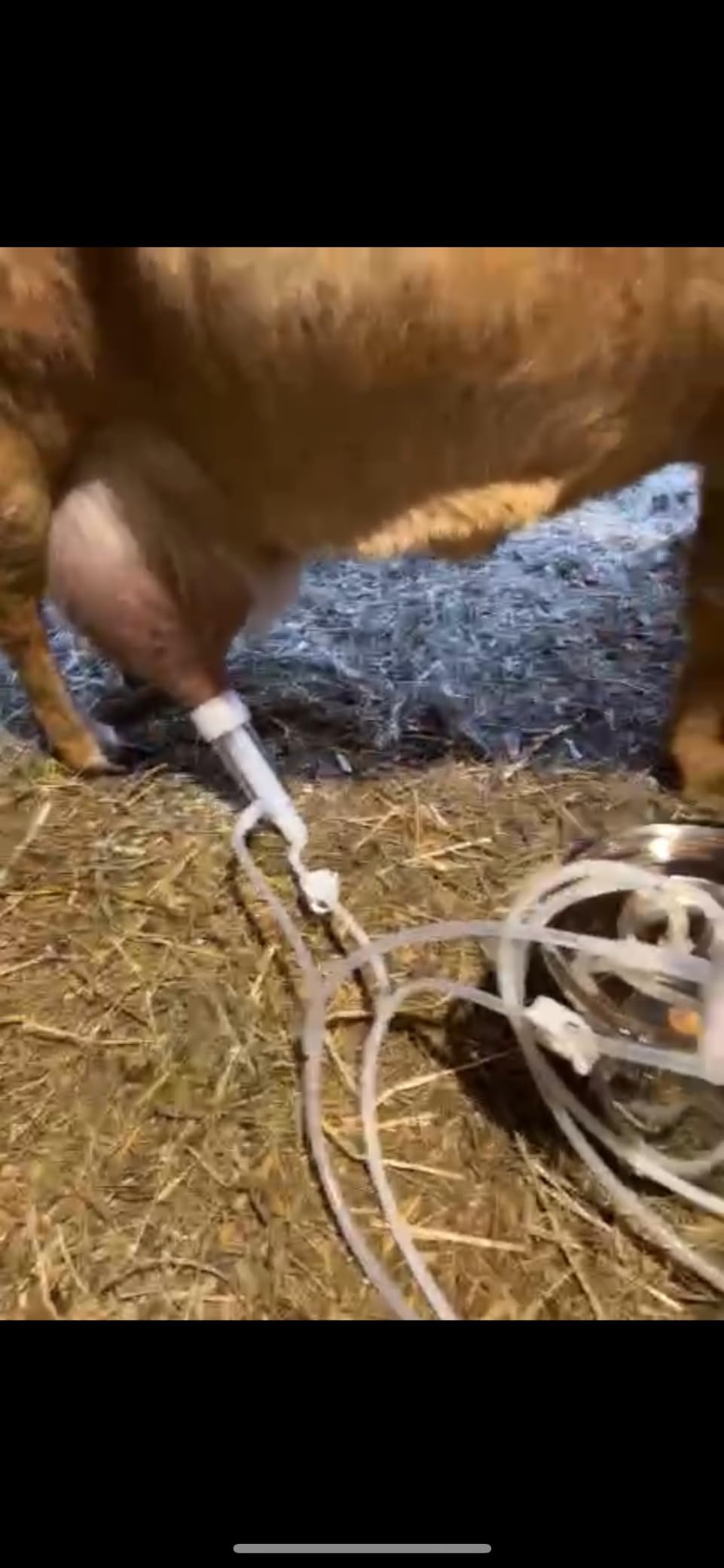 3L Goat Milking Machine, Pulsation Vacuum Electric Milker (Plug-in) | Stable Suction with Stainless bucket customer photo 1