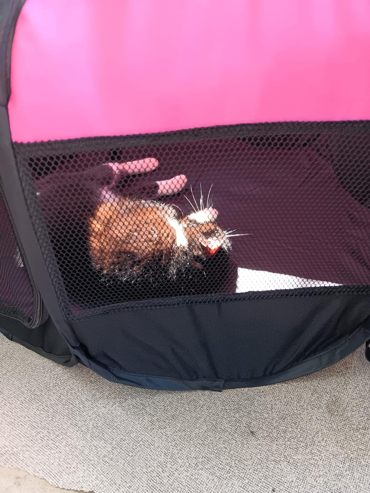 GOOZII Pet Cat Playpen for Indoor Cats Enclosed, Portable Foldable Dog Playpen Outdoor Tent Crate Cage with Zipper Top Cover Door for Kitten Puppy Outside Rv Car Camper (Small Size, Pink) customer photo 2
