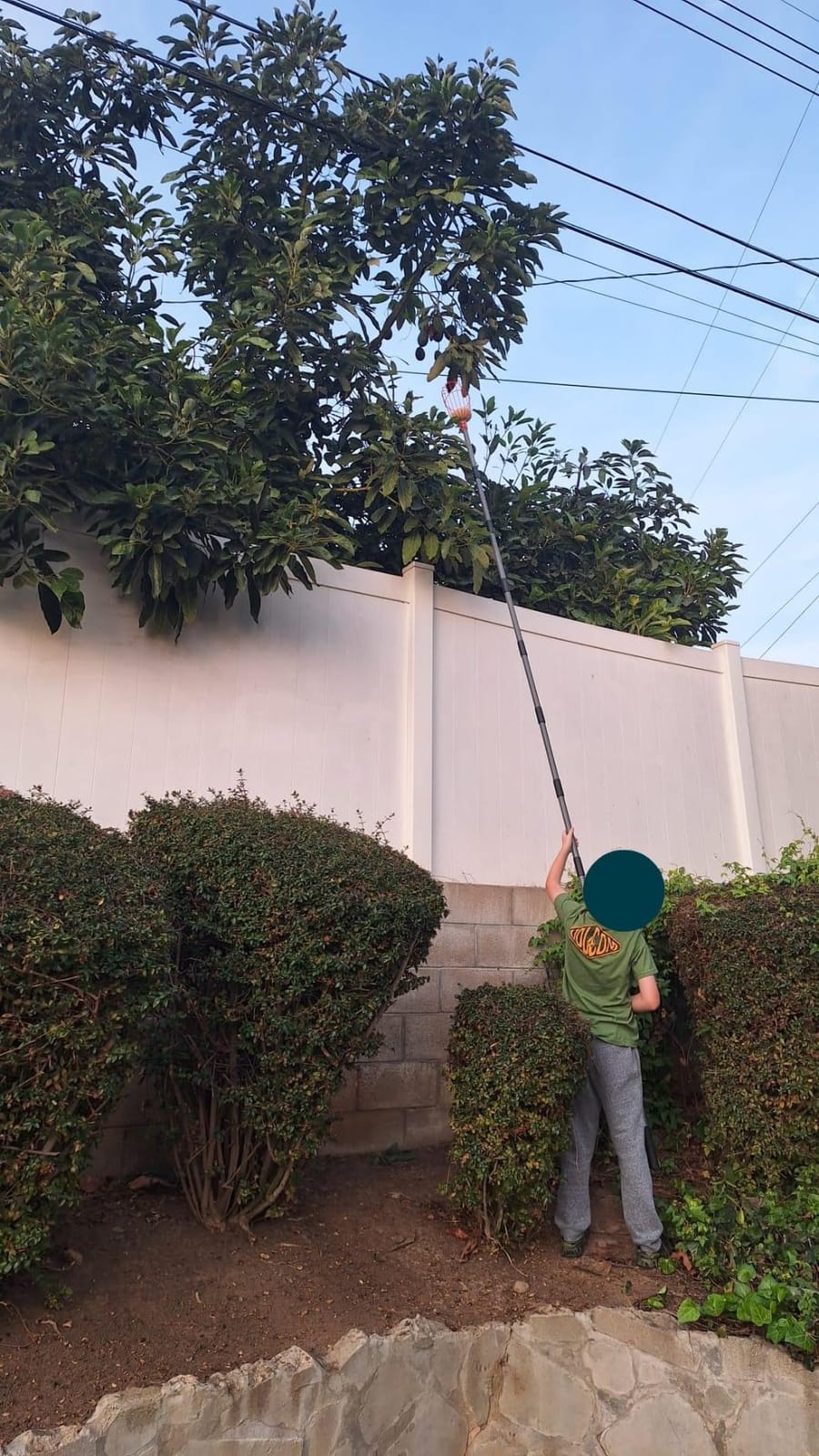 Walensee 13FT Fruit Picker Pole with Basket, 35-158 Inch Adjustable Mango Picker Tool, Stainless Steel Telescoping Cherry Picker for Tree, Apple Pear Lemon Orange Avocado Picking customer photo 1
