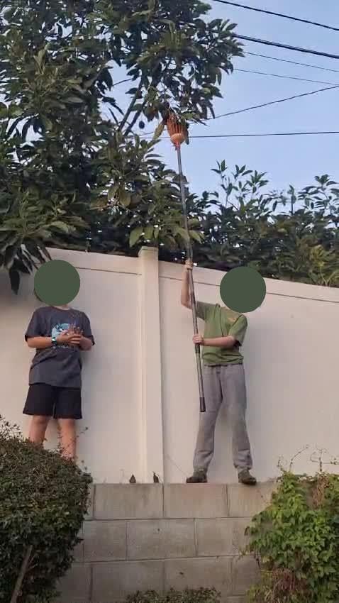 Walensee 13FT Fruit Picker Pole with Basket, 35-158 Inch Adjustable Mango Picker Tool, Stainless Steel Telescoping Cherry Picker for Tree, Apple Pear Lemon Orange Avocado Picking customer photo 2