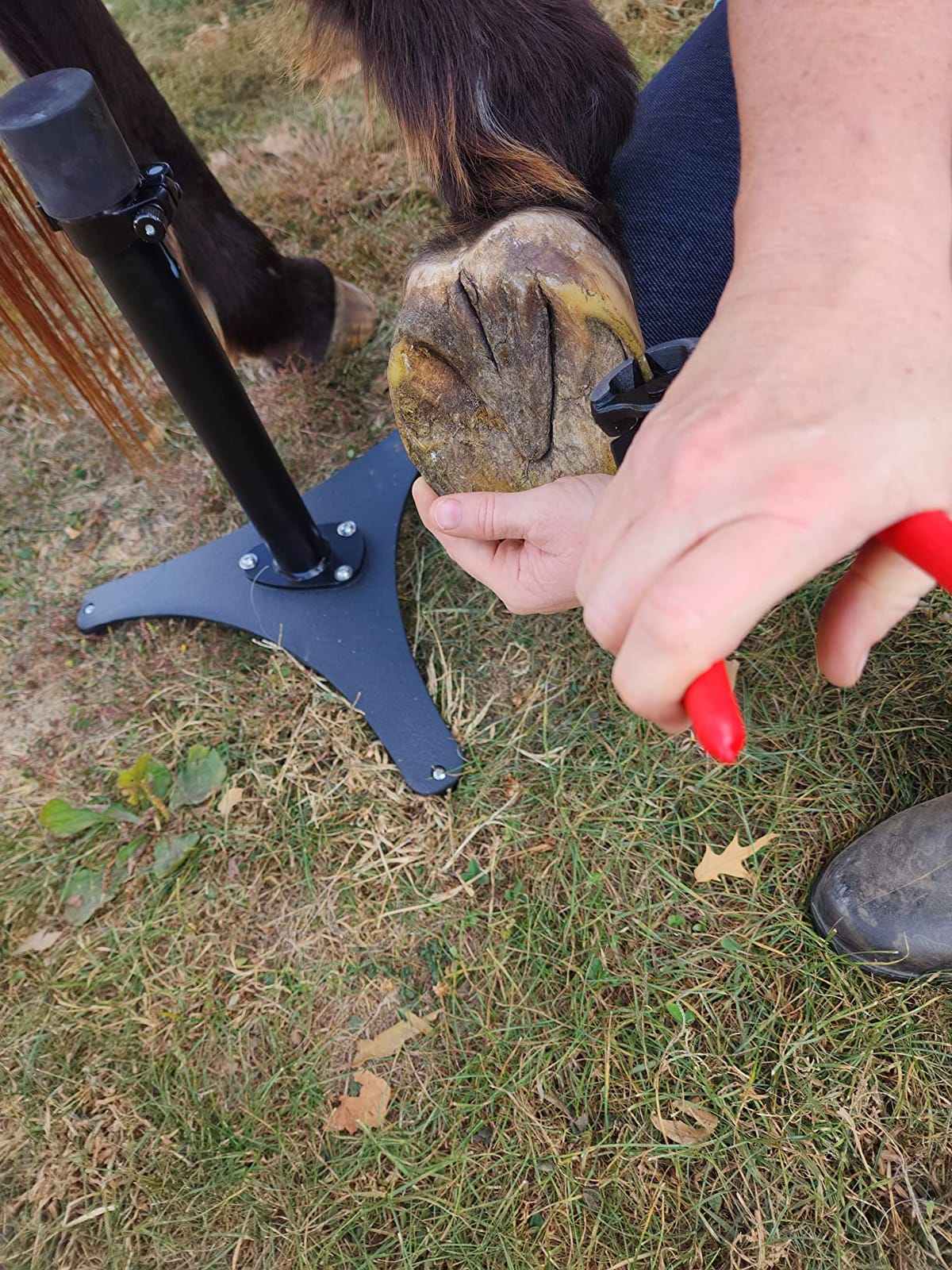 8 inch Farrier Tool Kits (7 Piece) Mini Rasp Hoof File Goat Pig Equine Metal Shears Professional Farriers Hoof Nipper Cutter Handle Knife customer photo 2