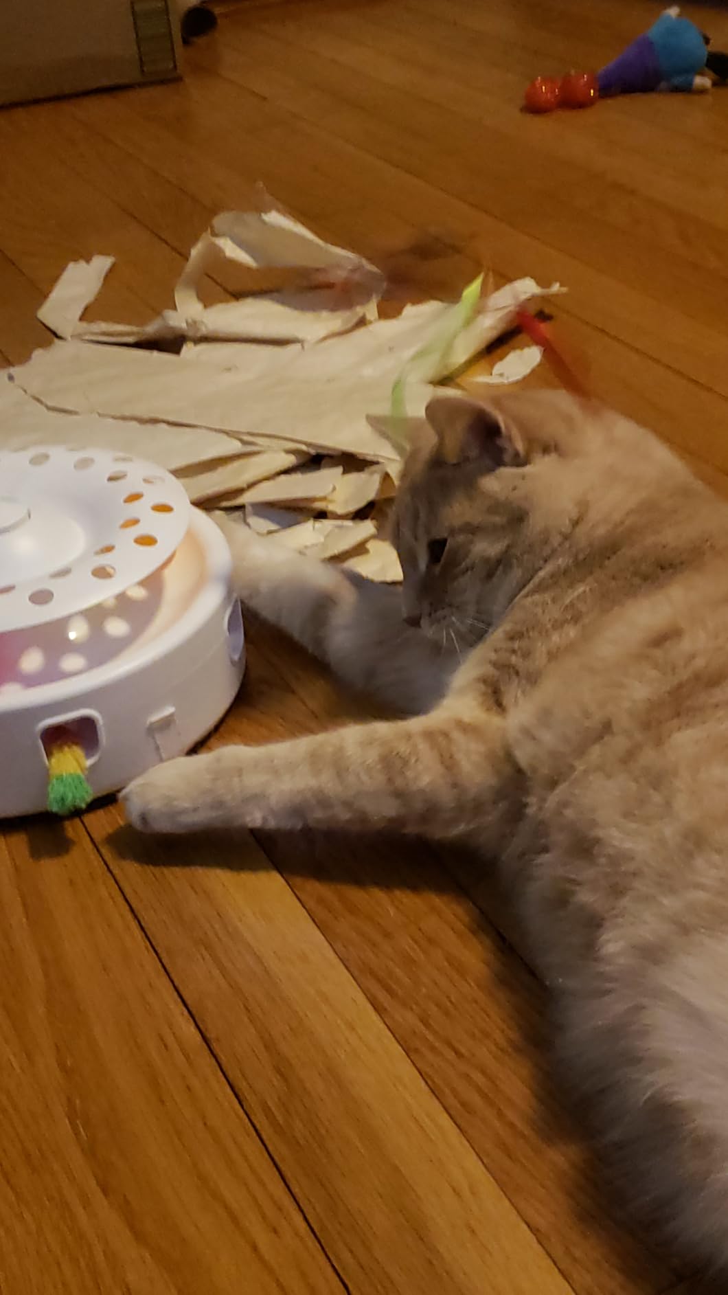 Potaroma Cat Toys 3-in-1 Automatic Interactive Kitten Toy, Fluttering Butterfly, Random Moving Ambush Feather, Track Balls, Dual Power Supplies, USB Powered, Indoor Exercise Cat Kicker (Blue) customer photo 1
